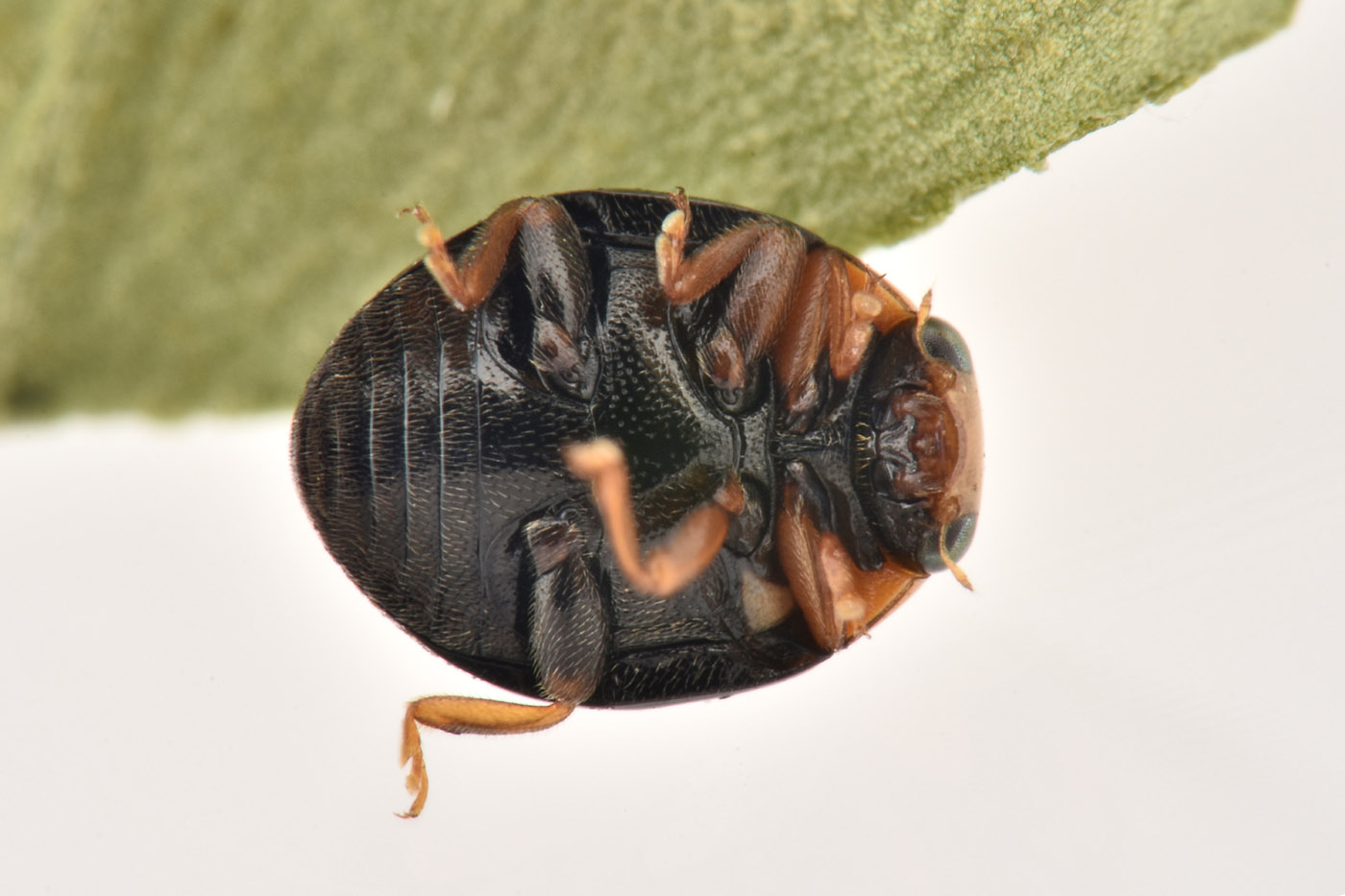 Coccinellidae: Hyperaspis sp? S.